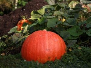 Citrouille Mandala Jardin potager ()