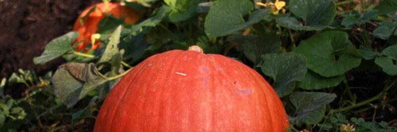 Citrouille Mandala Jardin potager ()