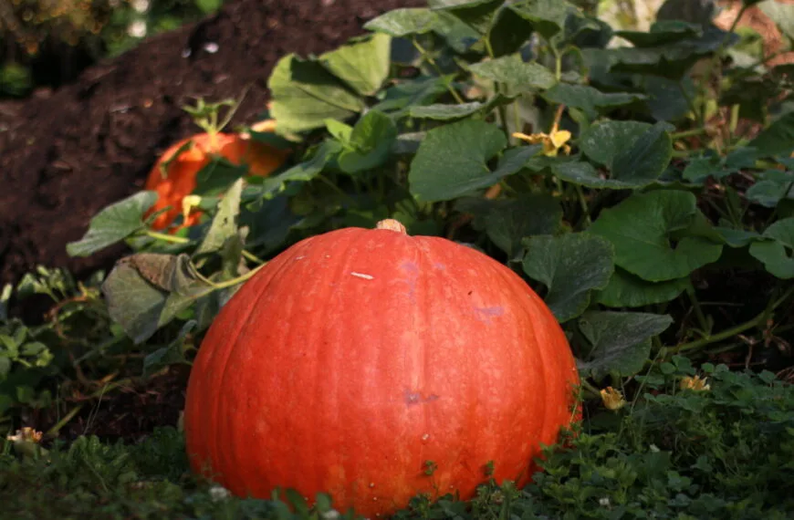 Citrouille Mandala Jardin potager ()