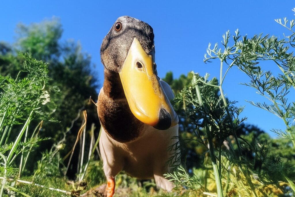 Canard gros plan