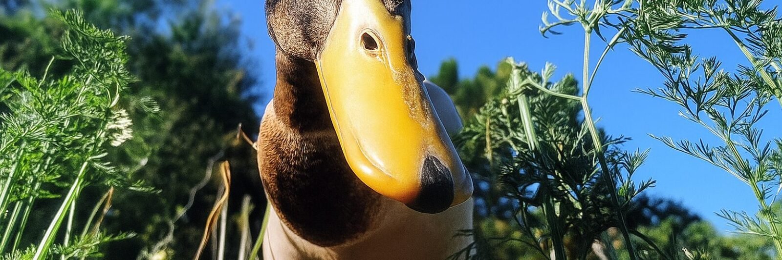 Canard coureur inidien - gros plan - potager mandala de Kerbeleg