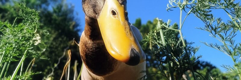 Canard coureur inidien - gros plan - potager mandala de Kerbeleg