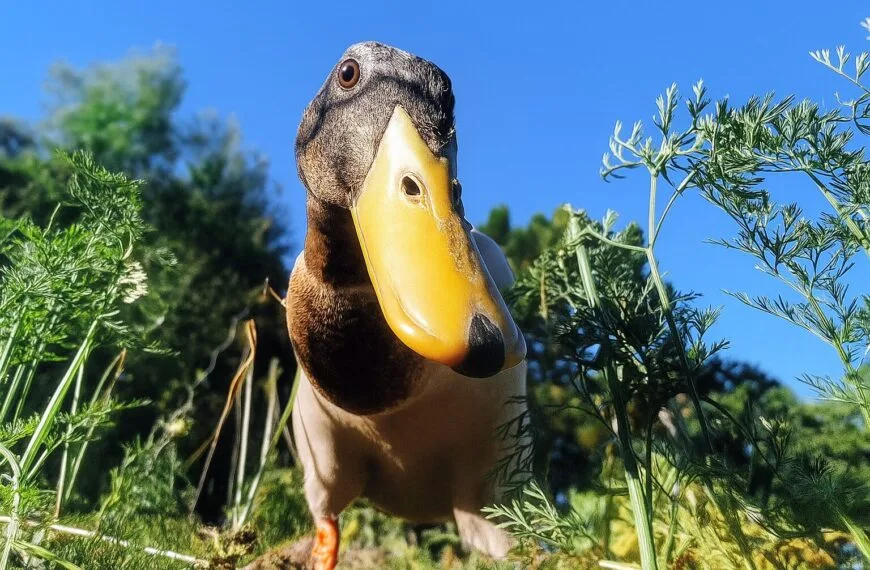 Canard coureur inidien - gros plan - potager mandala de Kerbeleg