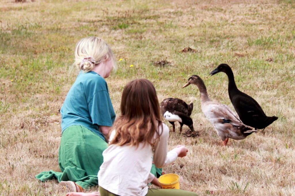Canards coureurs indiens Kerbeleg Permaculture Jardin Potager Mandala ()