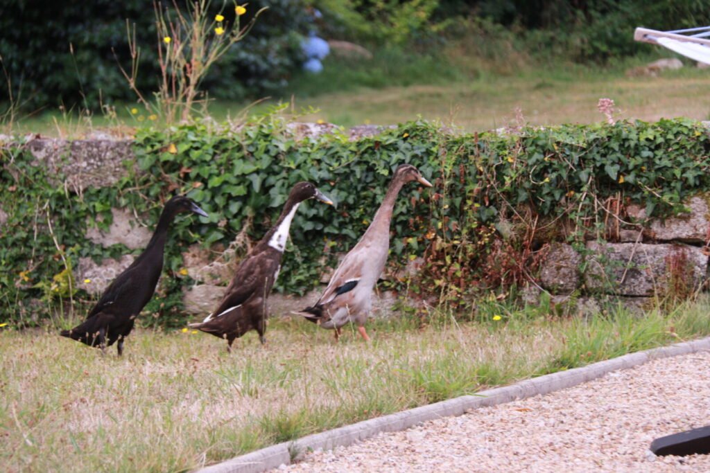 Les canards coureurs indiens : alliés précieux du potager en permaculture 5 - Kerbeleg Canards coureurs indiens Kerbeleg Permaculture Jardin Potager Mandala ()