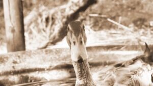Les canards coureurs indiens alliés précieux du potager en permaculture