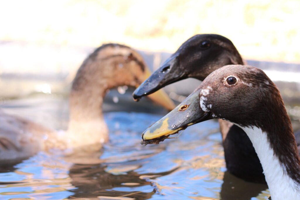 Les canards coureurs indiens : alliés précieux du potager en permaculture 1 - Kerbeleg Les canards coureurs indiens alliés précieux du potager en permaculture ()