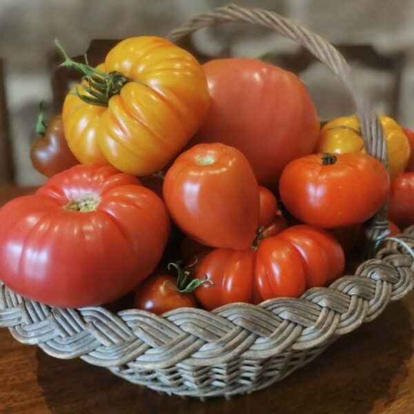 Reproduzierbare Samen 2 - Kerbeleg Tomaten „Mix Soleil & Gourmandise“ Tomaten