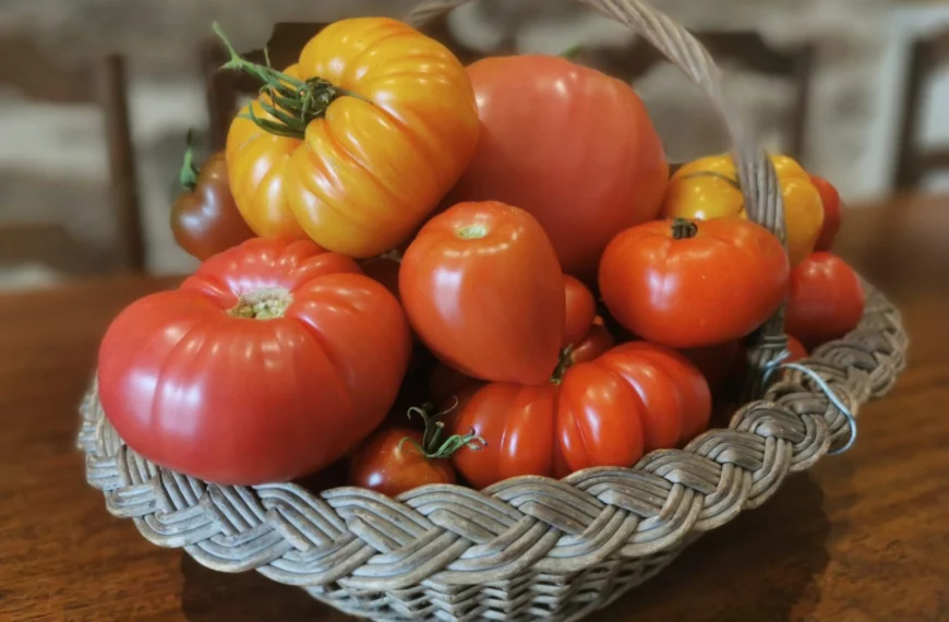 Tomates Mix Soleil & Gourmandise