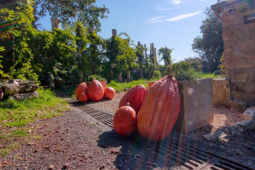 Citrouilles