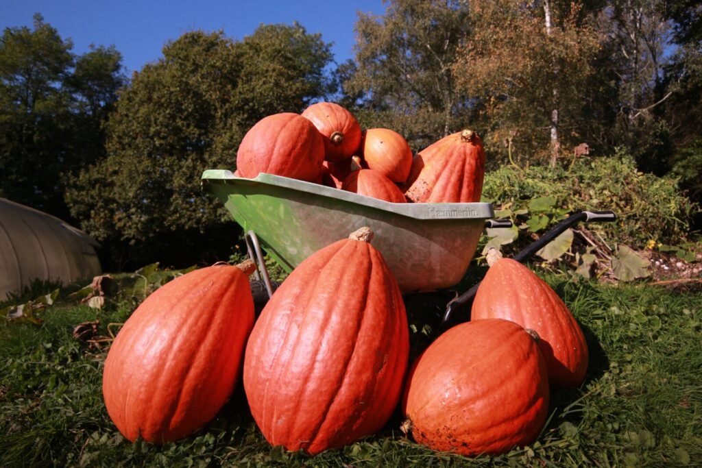 Citrouilles