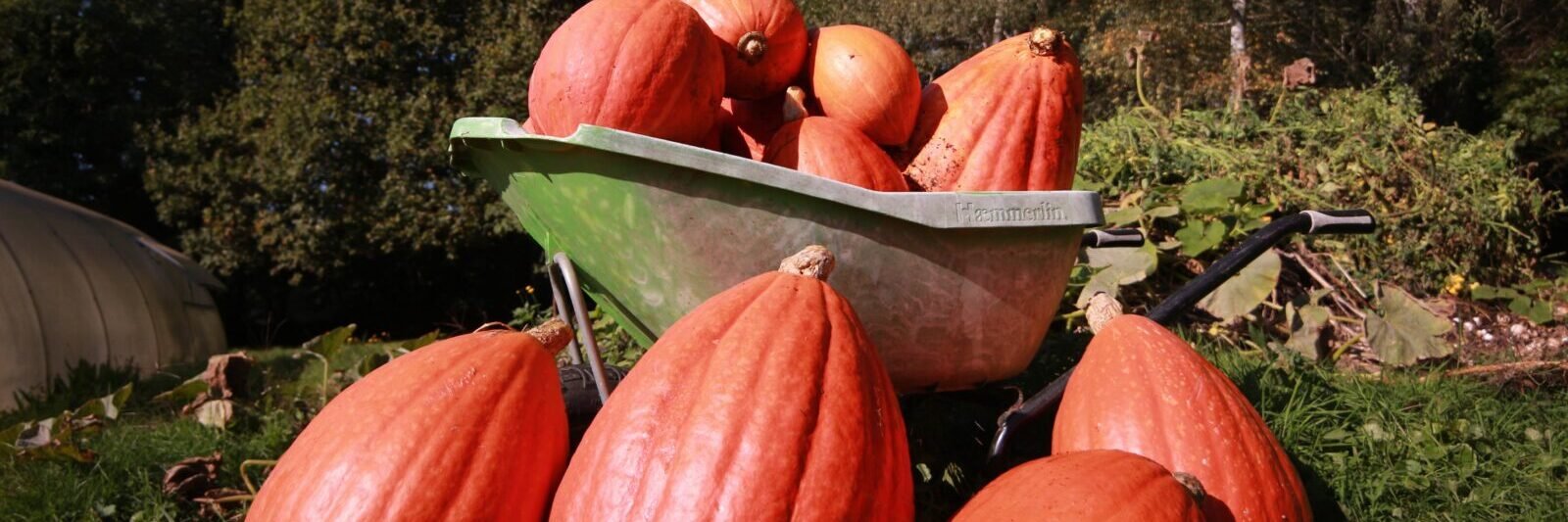 Citrouilles