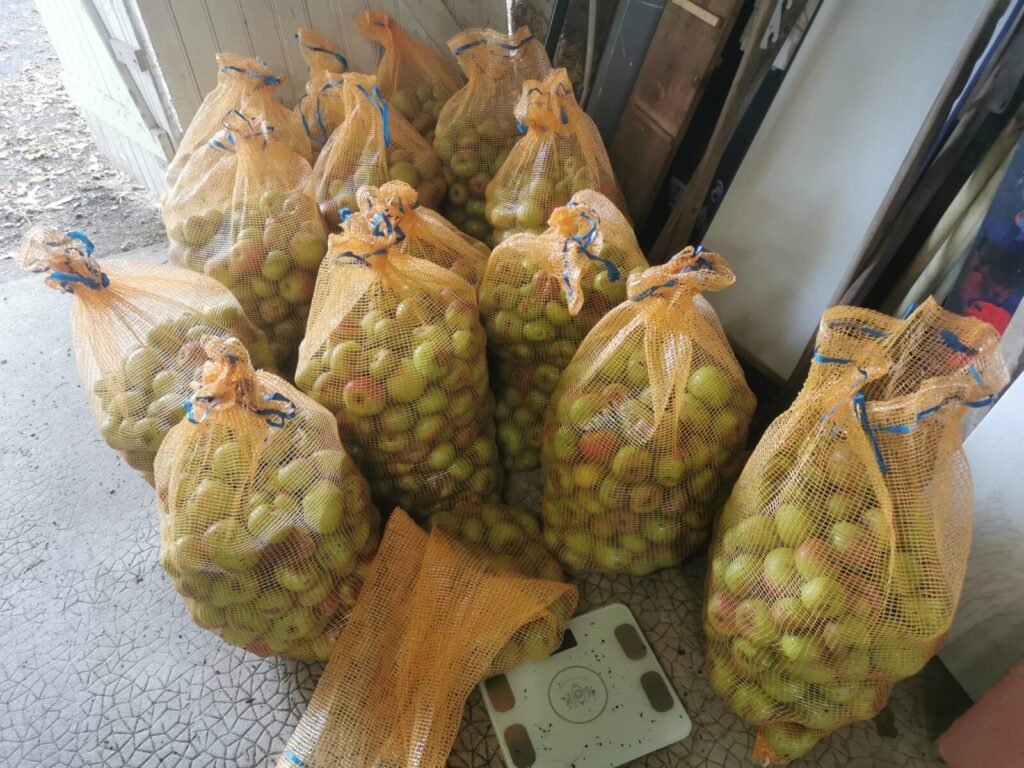 Pressage de pommes jus Kerbeleg ()