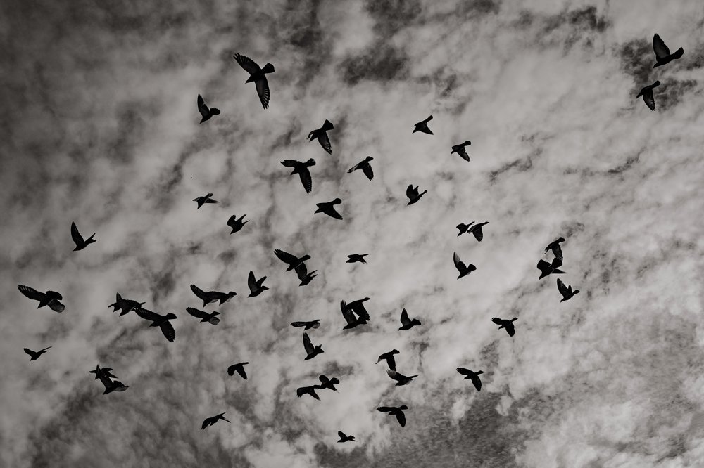 Photos Are Bullets: Die stille Poesie von Bastiaan Niemans 24 - Kerbeleg PhotosAreBullets.org Bastiaan Niemans ()