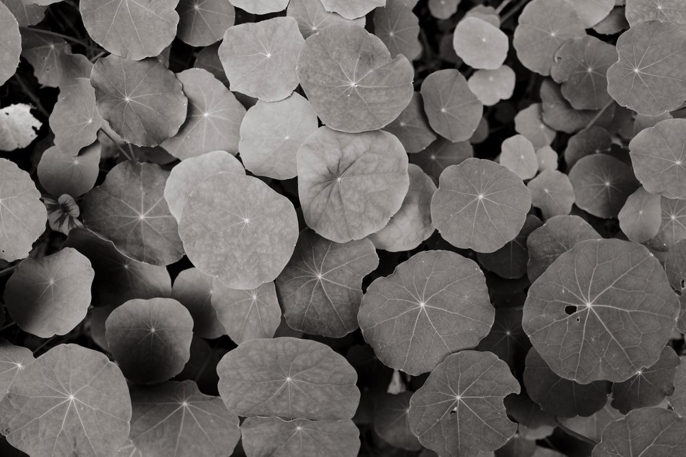 Photos Are Bullets: Die stille Poesie von Bastiaan Niemans 28 - Kerbeleg PhotosAreBullets.org Bastiaan Niemans ()
