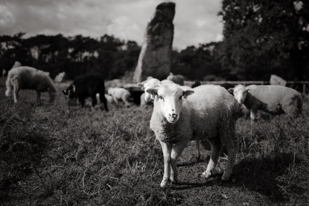 Photos Are Bullets: Die stille Poesie von Bastiaan Niemans 39 - Kerbeleg PhotosAreBullets.org Bastiaan Niemans ()
