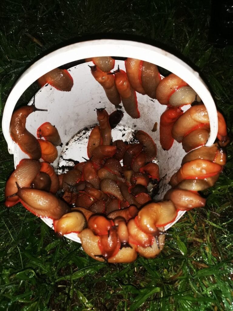 Les limaces au potager : entre fléau et équilibre écologique 4 - Kerbeleg Jardin Potager Mandala Limaces