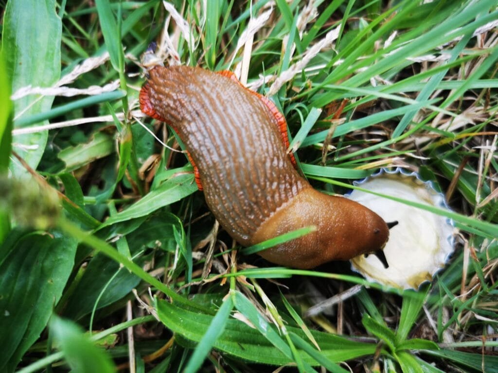 Les limaces au potager : entre fléau et équilibre écologique 1 - Kerbeleg Limace ()